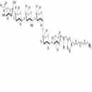 SSEA-4六糖-β-N-乙酰基-空間構型1-胺
