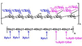 Xyloglucan (Tamarind), P-XYGLN Xyloglucan (Tamarind), P-XYGLN