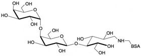 GB3鏈接牛血清白蛋白 Globotriaose linked to BSA/ Gb3-BSA / Pk antigen linked to BSA GB3鏈接牛血清白蛋白 Globotriaose linked to BSA/ Gb3-BSA / Pk antigen linked to BSA