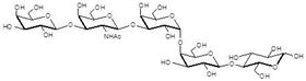階段特異性胚胎抗原3a Globopentaose (Gb5) / Stage Specific Embryonic Antigen 3a / SSEA-3a 階段特異性胚胎抗原3a Globopentaose (Gb5) / Stage Specific Embryonic Antigen 3a / SSEA-3a