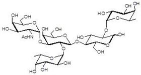 巖藻糖A抗原5型 Fucosylated A antigen type 5 巖藻糖A抗原5型 Fucosylated A antigen type 5