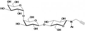 Globo三糖-β-N-乙?；?丙炔,Globotriaose-β-NAc-Propargyl (Gb3/ P<sup>k</sup> antigen)