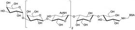 Galili抗原七糖-BSA, Galili antigen heptaose linked to BSA Galili抗原七糖-BSA, Galili antigen heptaose linked to BSA