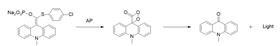 R-藻紅蛋白標(biāo)記鏈霉親和素(PE-SA)熒光圖譜 R-藻紅蛋白標(biāo)記鏈霉親和素(PE-SA)熒光圖譜