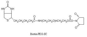 Biotin-PEG-SC Biotin-PEG-SC