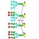 Endoglycosidases 內切糖苷酶