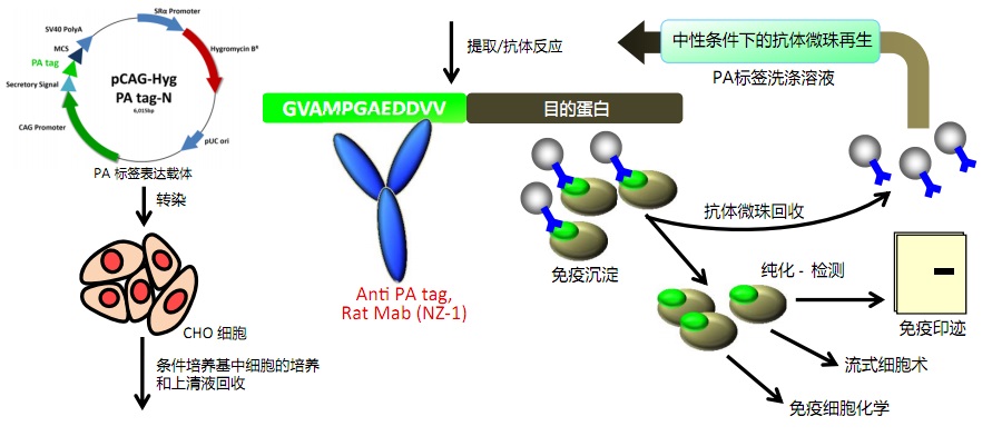 動物宿主細胞的新型親和標簽系統
