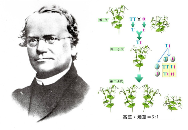 現(xiàn)代遺傳學之父孟德爾