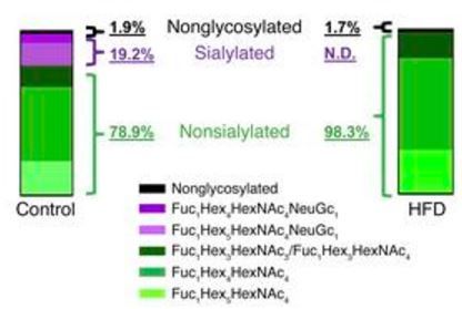 肥胖導(dǎo)致2型糖尿病的一個主要的機制