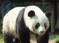 科研人員首次發(fā)現(xiàn)大熊貓牙齒實(shí)現(xiàn)自修復(fù)機(jī)制