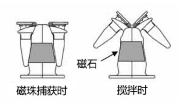 MagCapture系列磁珠捕獲用磁力架工作形態