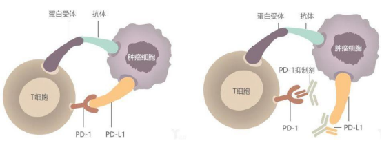 小分子抑制劑作用機(jī)理 小分子抑制劑作用機(jī)理