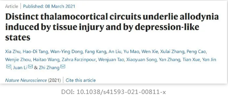 不同的丘腦皮質回路是由組織損傷和抑郁樣狀態(tài)引起的異常性疼痛的基礎 不同的丘腦皮質回路是由組織損傷和抑郁樣狀態(tài)引起的異常性疼痛的基礎