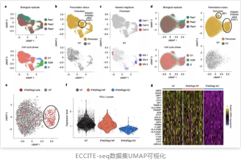 ECCITE-seq數據集UMAP可視化