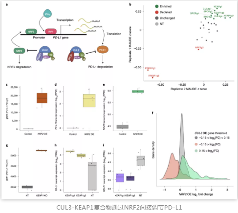 CUL3-KEAP1復合物通過NRF2間接調節PD-L1