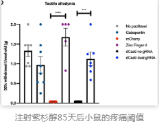 注射紫杉醇85天后小鼠的疼痛閾值