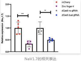 NaV1.7的相關表達
