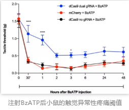 注射BzATP后小鼠的觸覺異常性疼痛閾值