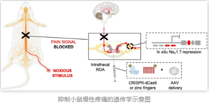 抑制小鼠慢性疼痛的遺傳學示意圖