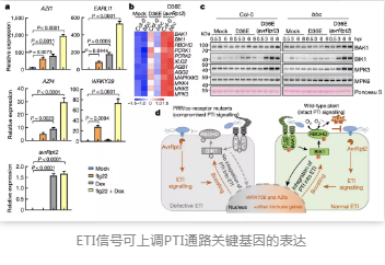 ETI信號可上調PTI通路關鍵基因的表達