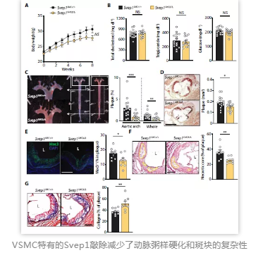 VSMC特有的Svep1敲除減少了動脈粥樣硬化和斑塊的復(fù)雜性
