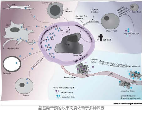 氨基酸干預(yù)的效果高度依賴于多種因素