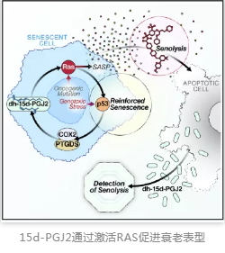 15d-PGJ2通過激活RAS促進衰老表型