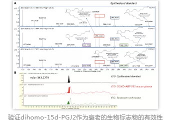 驗證dihomo-15d-PGJ2作為衰老的生物標志物的有效性