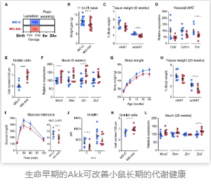 生命早期的Akk可改善小鼠長期的代謝健康