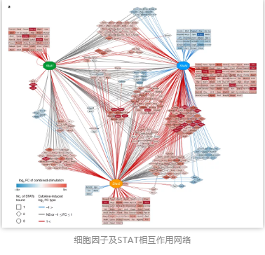 細胞因子及STAT相互作用網絡