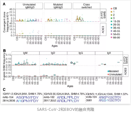 SARS-CoV-2和EBOV的融合克隆
