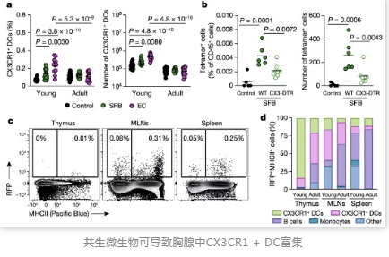 共生微生物可導致胸腺中CX3CR1 + DC富集