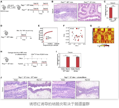 誘惑紅誘導的結腸炎取決于腸道菌群