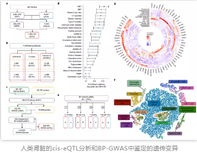 人類腎臟的cis-eQTL分析和BP-GWAS中鑒定的遺傳變異