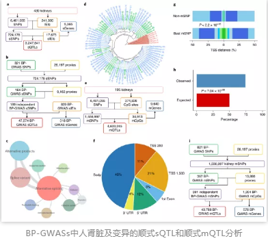 BP-GWASs中人腎臟及變異的順式sQTL和順式mQTL分析