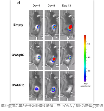 接種疫苗后第8天開始腫瘤逐漸消，其中OVA / Rib為新型疫苗組