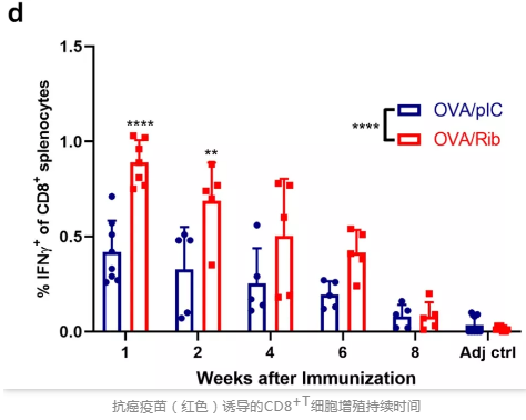 抗癌疫苗（紅色）誘導的 CD8+T 細胞增殖持續時間