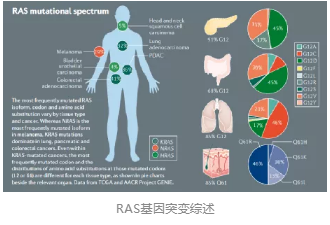 RAS基因突變綜述