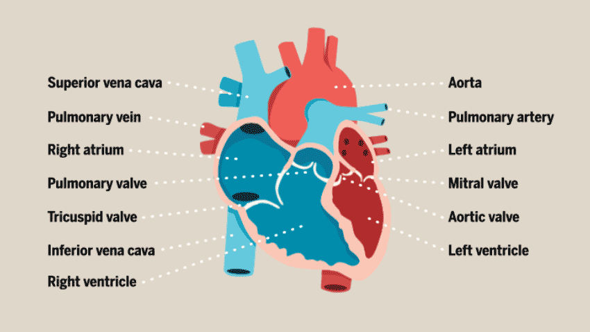 （來(lái)源：healthblog.uofmhealth.org）