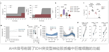 AHR信號(hào)削弱了IDH突變型神經(jīng)膠質(zhì)瘤中巨噬細(xì)胞的功能