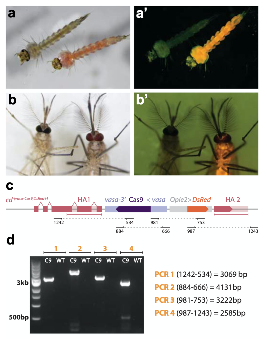 vasa -Cas9 轉基因的表型、分子和功能驗證 vasa -Cas9 轉基因的表型、分子和功能驗證
