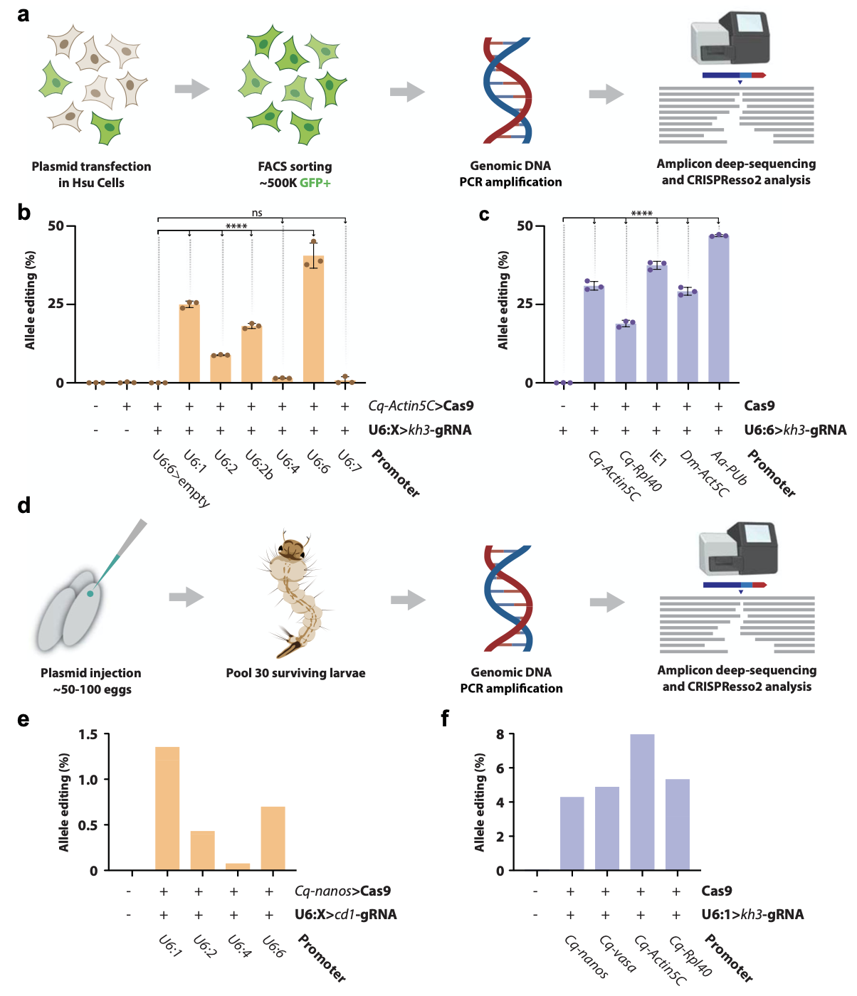 CRISPR 試劑在Culex quinquefasciatus卵巢細胞系中的驗證 CRISPR 試劑在Culex quinquefasciatus卵巢細胞系中的驗證
