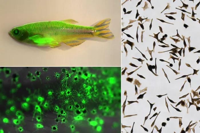 用綠色熒光蛋白（GFP）標記黑色素細胞的斑馬魚（左上角）；GFP標記黑色素細胞的放大圖（左下角）；人類干細胞衍生黑色素細胞（右）。