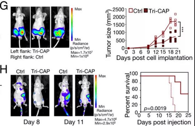 Tri-CAP處理的荷瘤小鼠腫瘤生長減慢、生存期延長(圖源:PNAS雜志) Tri-CAP處理的荷瘤小鼠腫瘤生長減慢、生存期延長(圖源:PNAS雜志)