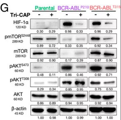 Tri-CAP處理后耐藥CMLAKT/mTOR/HIF-1α通路被激活(圖源:PNAS雜志) Tri-CAP處理后耐藥CMLAKT/mTOR/HIF-1α通路被激活(圖源:PNAS雜志)