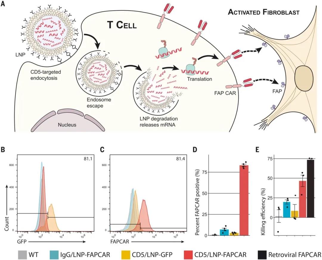 CD5靶向的LNPs在體外產生功能性的基于mRNA的FAPCAR-T細胞(圖源:Science) CD5靶向的LNPs在體外產生功能性的基于mRNA的FAPCAR-T細胞(圖源:Science)