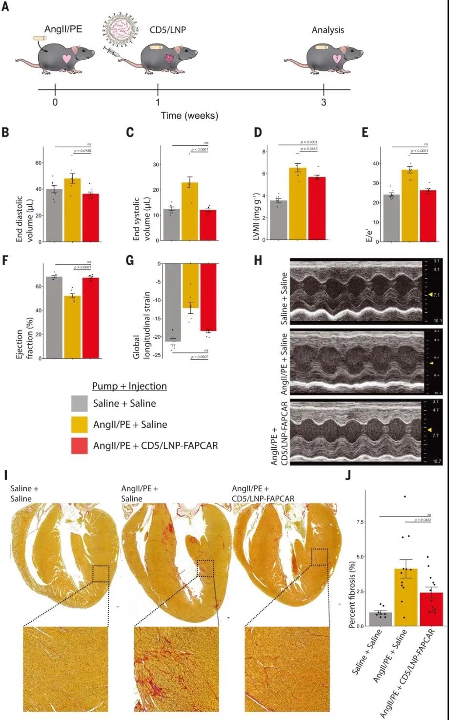 小鼠體內產生瞬時FAPCAR T細胞可改善損傷后的心臟功能(圖源:Science) 小鼠體內產生瞬時FAPCAR T細胞可改善損傷后的心臟功能(圖源:Science)