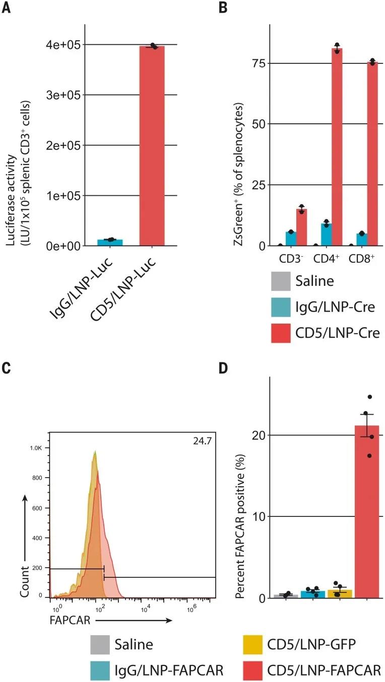 CD5靶向的LNP在體內產生基于mRNA的FAPCAR T細胞(圖源:Science) CD5靶向的LNP在體內產生基于mRNA的FAPCAR T細胞(圖源:Science)