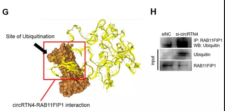 circRTN4通過阻止RAB11FIP1的泛素化和降解來穩定RAB11FIP1(圖源: Molecular Cancer) circRTN4通過阻止RAB11FIP1的泛素化和降解來穩定RAB11FIP1(圖源: Molecular Cancer)
