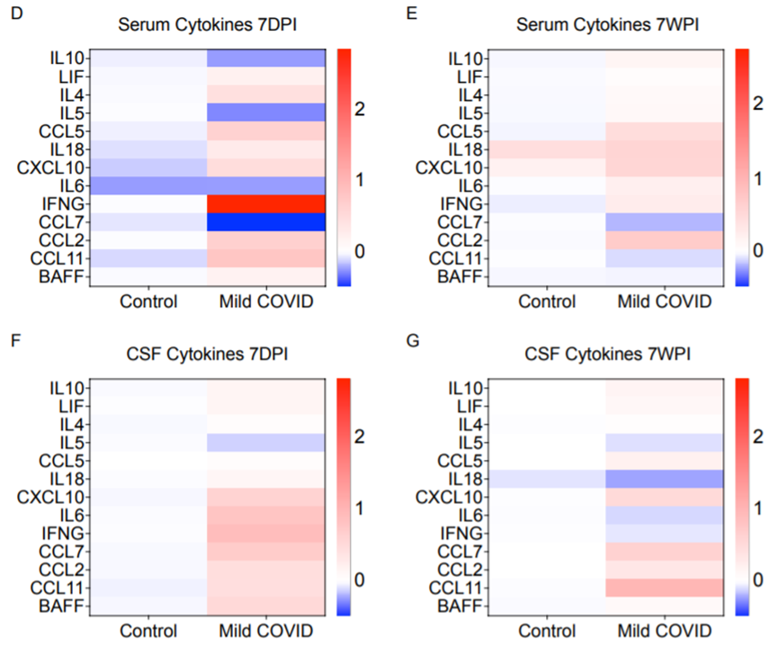 感染后7天和7周的血清、CSF細(xì)胞因子分析（圖源：bioRxiv）